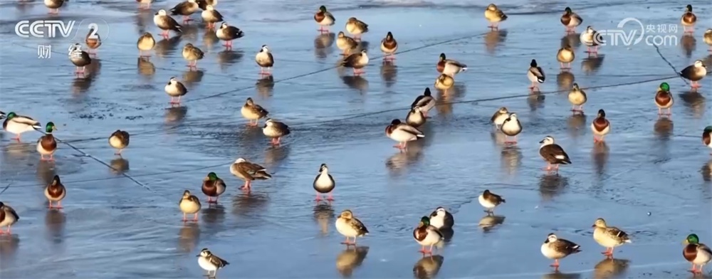 候鸟翩跹“春”意浓 人与自然和谐共生美好愿景正逐渐变为现实 候鸟翩跹“春”意浓 人与自然和谐共生美好愿景正逐渐变为现实