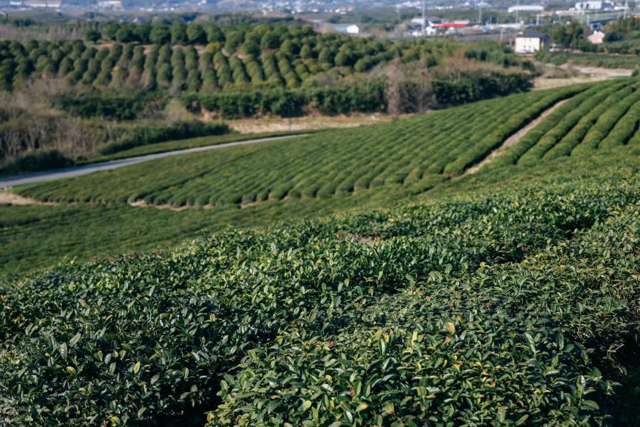 浙江余杭：径山茶即将迎来开采季