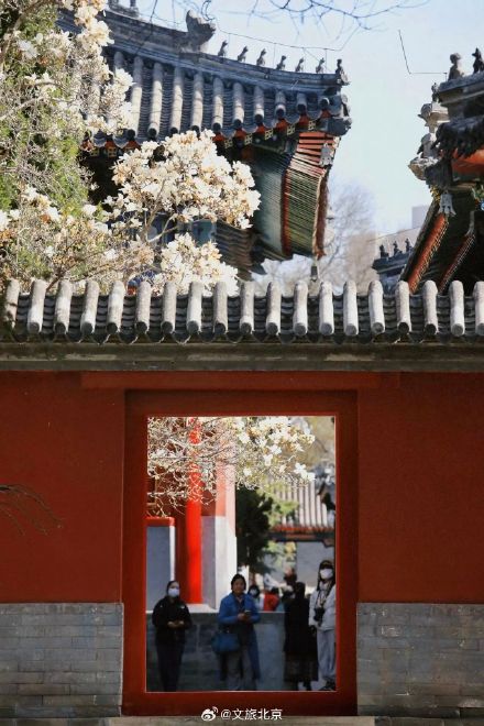 北京“玉兰之最”即将盛开！收下这份北京玉兰追花计划