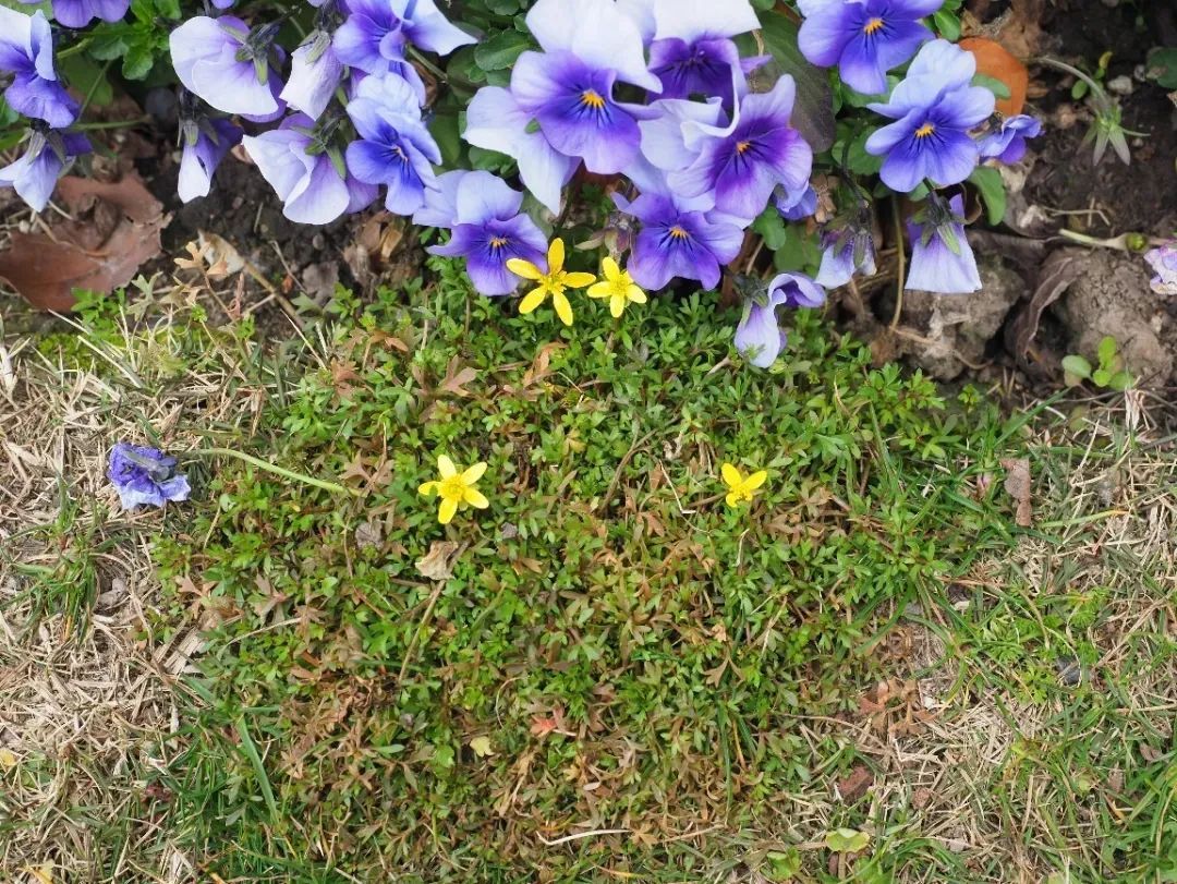 150年后重遇，消失已久的“上海原住民”被发现！