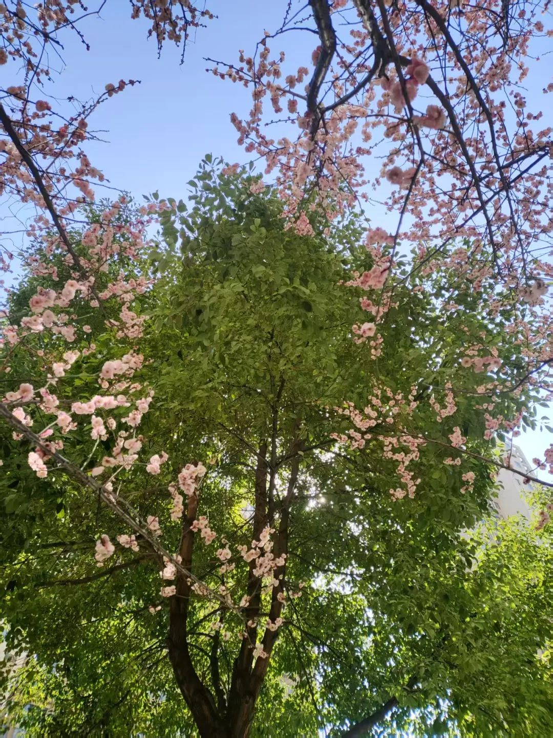 秋裤穿了脱脱了穿！长沙最高气温可能飙到30℃，乱穿衣的季节又回来了