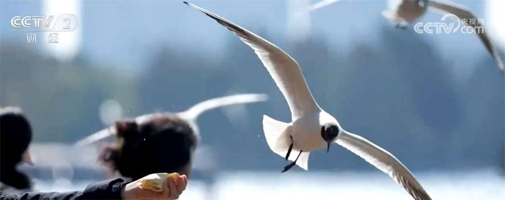 候鸟翩跹“春”意浓 人与自然和谐共生美好愿景正逐渐变为现实 候鸟翩跹“春”意浓 人与自然和谐共生美好愿景正逐渐变为现实