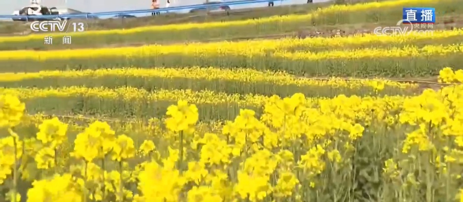 低空赏花、竹排泛舟……春日经济“金”满地 沉浸式体验“花漾生活”