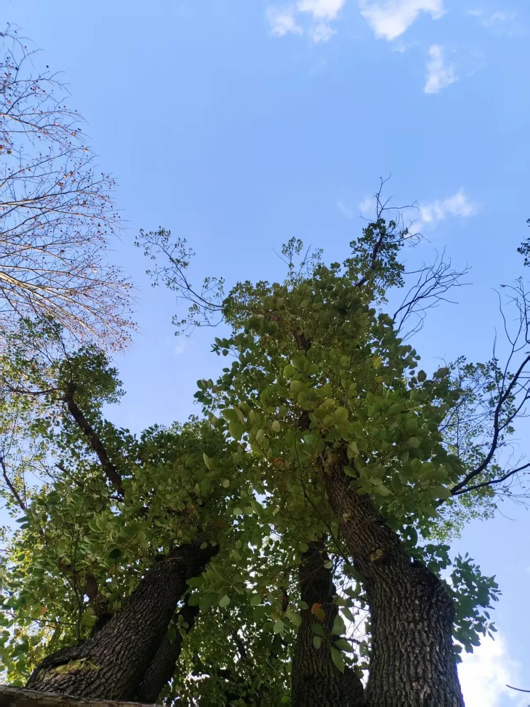 秋裤穿了脱脱了穿！长沙最高气温可能飙到30℃，乱穿衣的季节又回来了