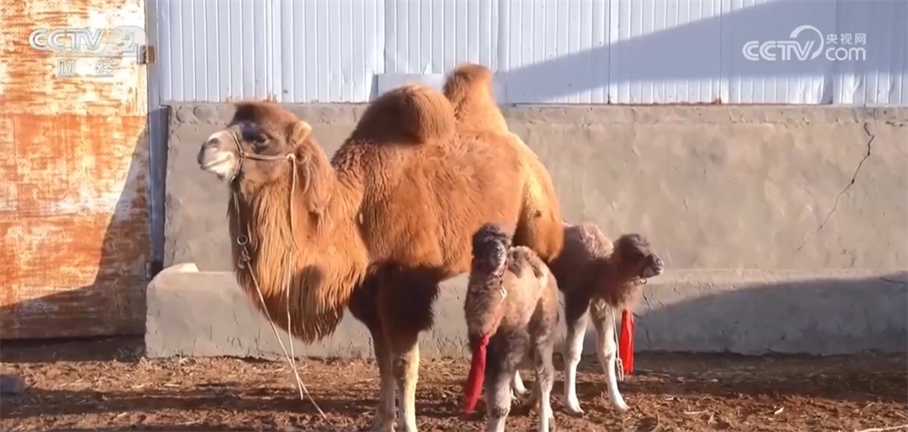 新疆巴州万峰骆驼迎来产羔季 骆驼养殖“驼”起致富路