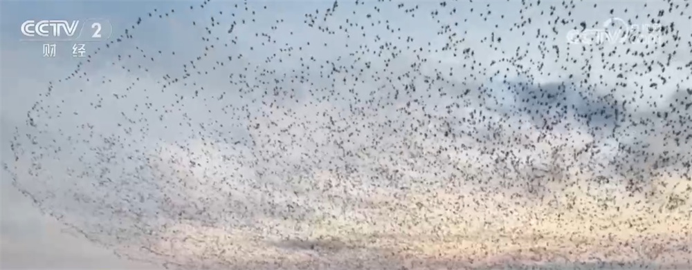 候鸟翩跹“春”意浓 人与自然和谐共生美好愿景正逐渐变为现实 候鸟翩跹“春”意浓 人与自然和谐共生美好愿景正逐渐变为现实