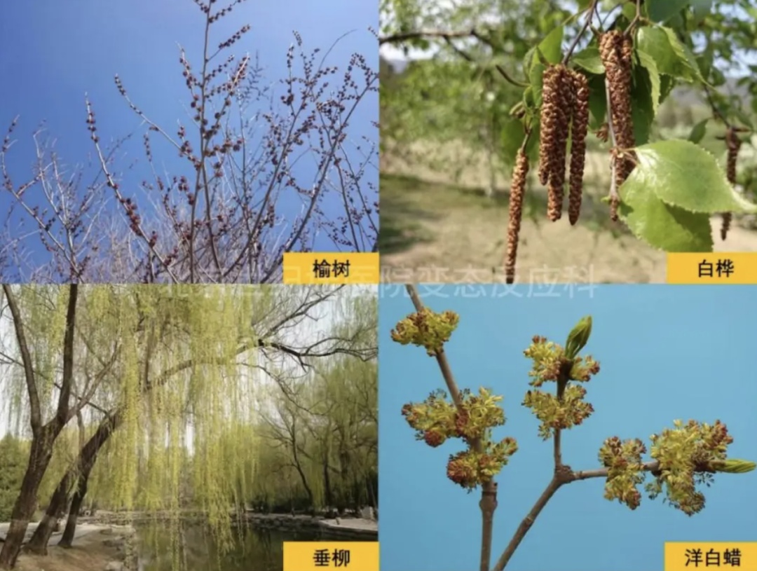 @过敏星人，花粉高峰期已至，防护指南——