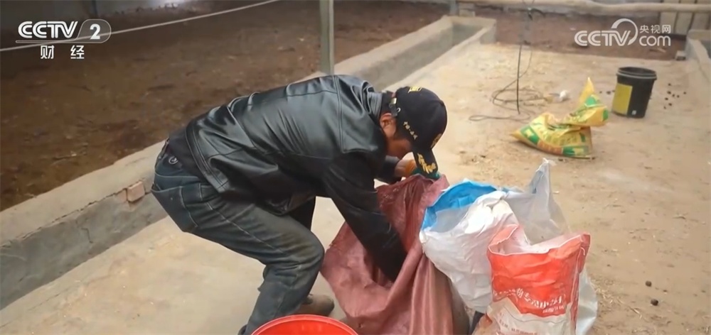 新疆巴州万峰骆驼迎来产羔季 骆驼养殖“驼”起致富路