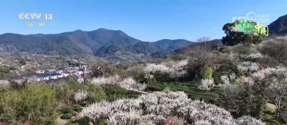 低空赏花、竹排泛舟……春日经济“金”满地 沉浸式体验“花漾生活”