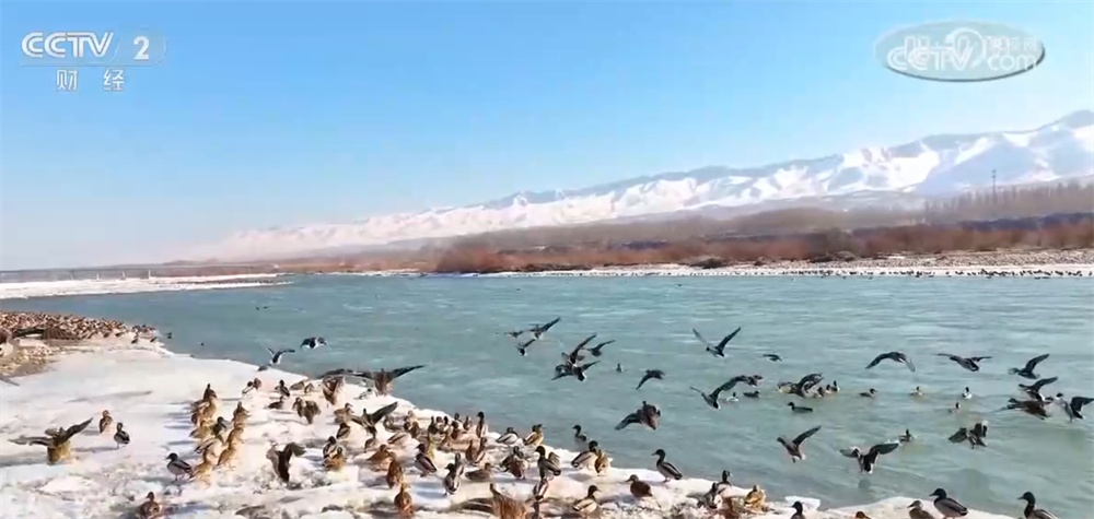 候鸟翩跹“春”意浓 人与自然和谐共生美好愿景正逐渐变为现实 候鸟翩跹“春”意浓 人与自然和谐共生美好愿景正逐渐变为现实
