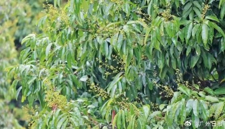 期待！广东茂名多个早熟荔枝品种已挂果