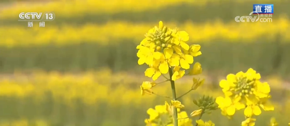 低空赏花、竹排泛舟……春日经济“金”满地 沉浸式体验“花漾生活”