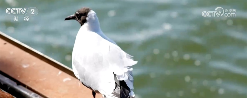 候鸟翩跹“春”意浓 人与自然和谐共生美好愿景正逐渐变为现实 候鸟翩跹“春”意浓 人与自然和谐共生美好愿景正逐渐变为现实