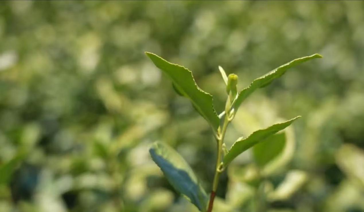 浙江余杭：径山茶即将迎来开采季