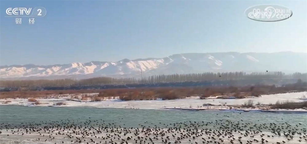 候鸟翩跹“春”意浓 人与自然和谐共生美好愿景正逐渐变为现实 候鸟翩跹“春”意浓 人与自然和谐共生美好愿景正逐渐变为现实