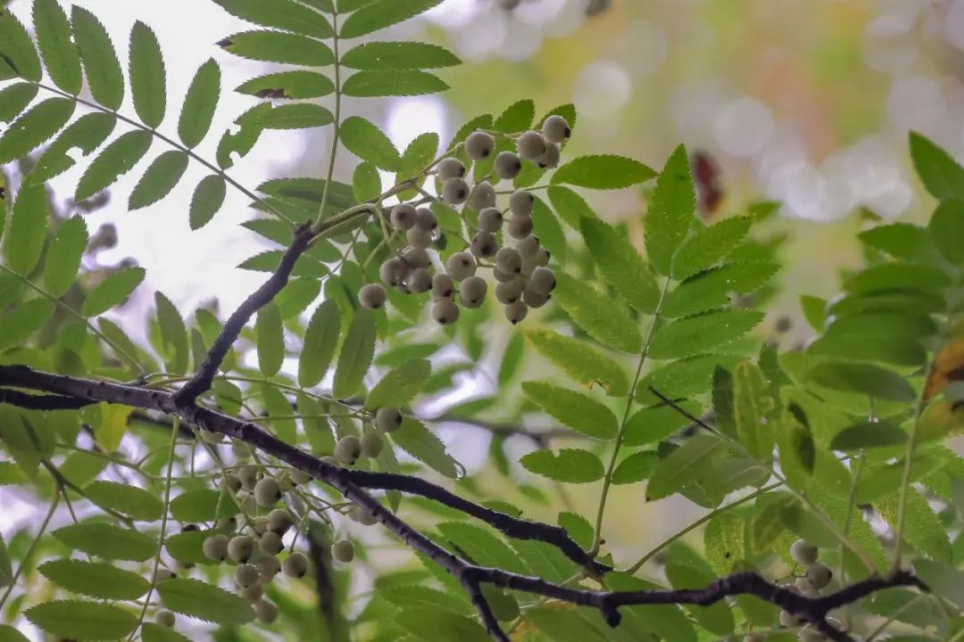 北京生物圈的鳅楸CP！一条鱼和一棵树为啥同名？