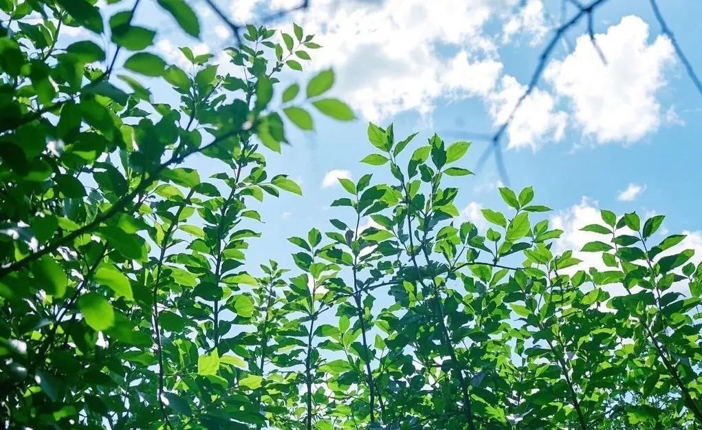 气温飙上20度!北京小伙伴喊话气象台:何时官宣入春? 气温飙上20度!北京小伙伴喊话气象台:何时官宣入春?