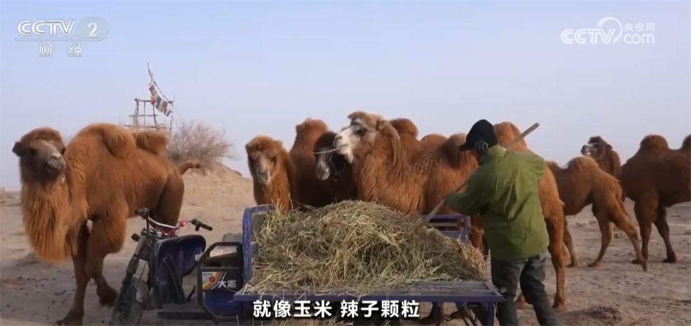 新疆巴州万峰骆驼迎来产羔季 骆驼养殖“驼”起致富路