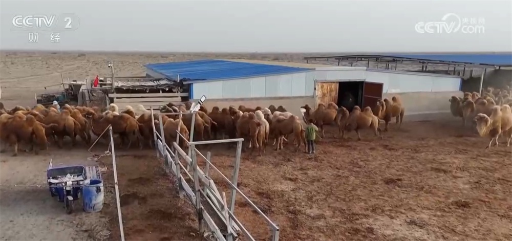 新疆巴州万峰骆驼迎来产羔季 骆驼养殖“驼”起致富路