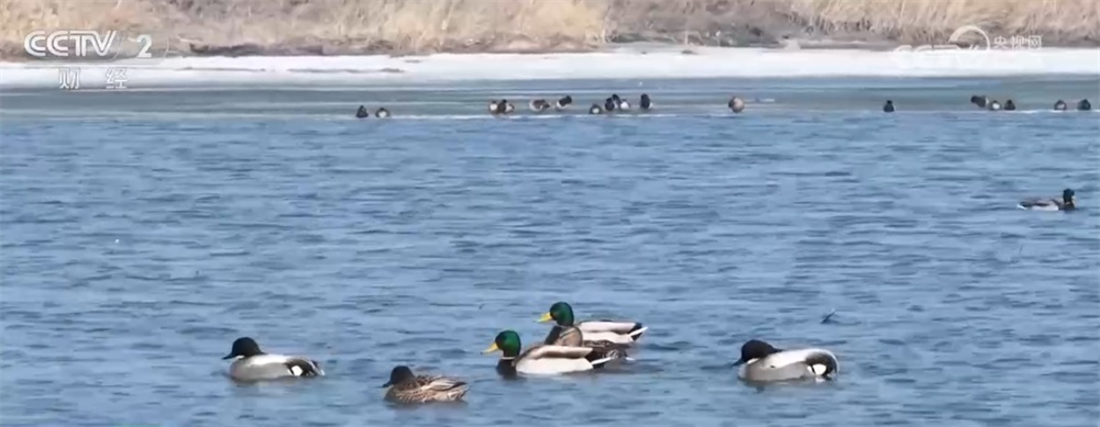 候鸟翩跹“春”意浓 人与自然和谐共生美好愿景正逐渐变为现实 候鸟翩跹“春”意浓 人与自然和谐共生美好愿景正逐渐变为现实