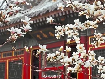 北京“玉兰之最”即将盛开！收下这份北京玉兰追花计划