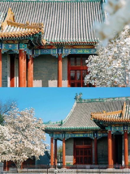北京“玉兰之最”即将盛开！收下这份北京玉兰追花计划