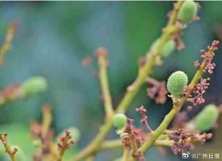 期待！广东茂名多个早熟荔枝品种已挂果