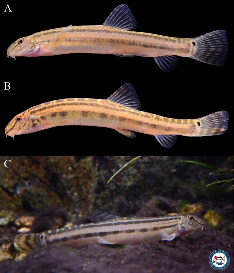 北京生物圈的鳅楸CP！一条鱼和一棵树为啥同名？