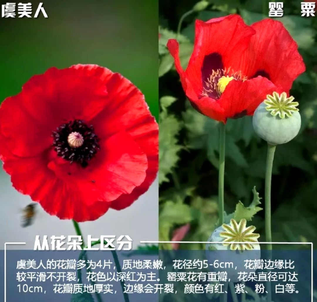 不是“菜”，不是“花”，种一株也违法！