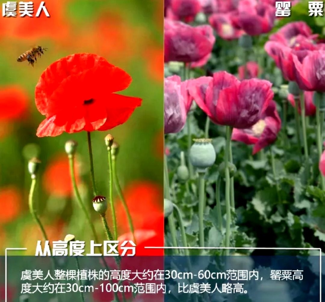 不是“菜”，不是“花”，种一株也违法！