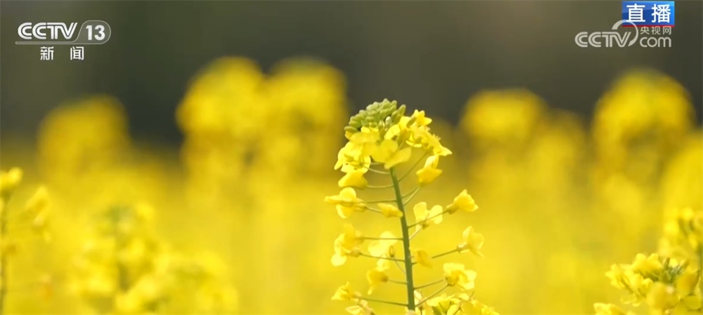 繁花竞放催热“春日经济” 多地围绕“春景产业”深耕文旅市场 繁花竞放催热“春日经济” 多地围绕“春景产业”深耕文旅市场