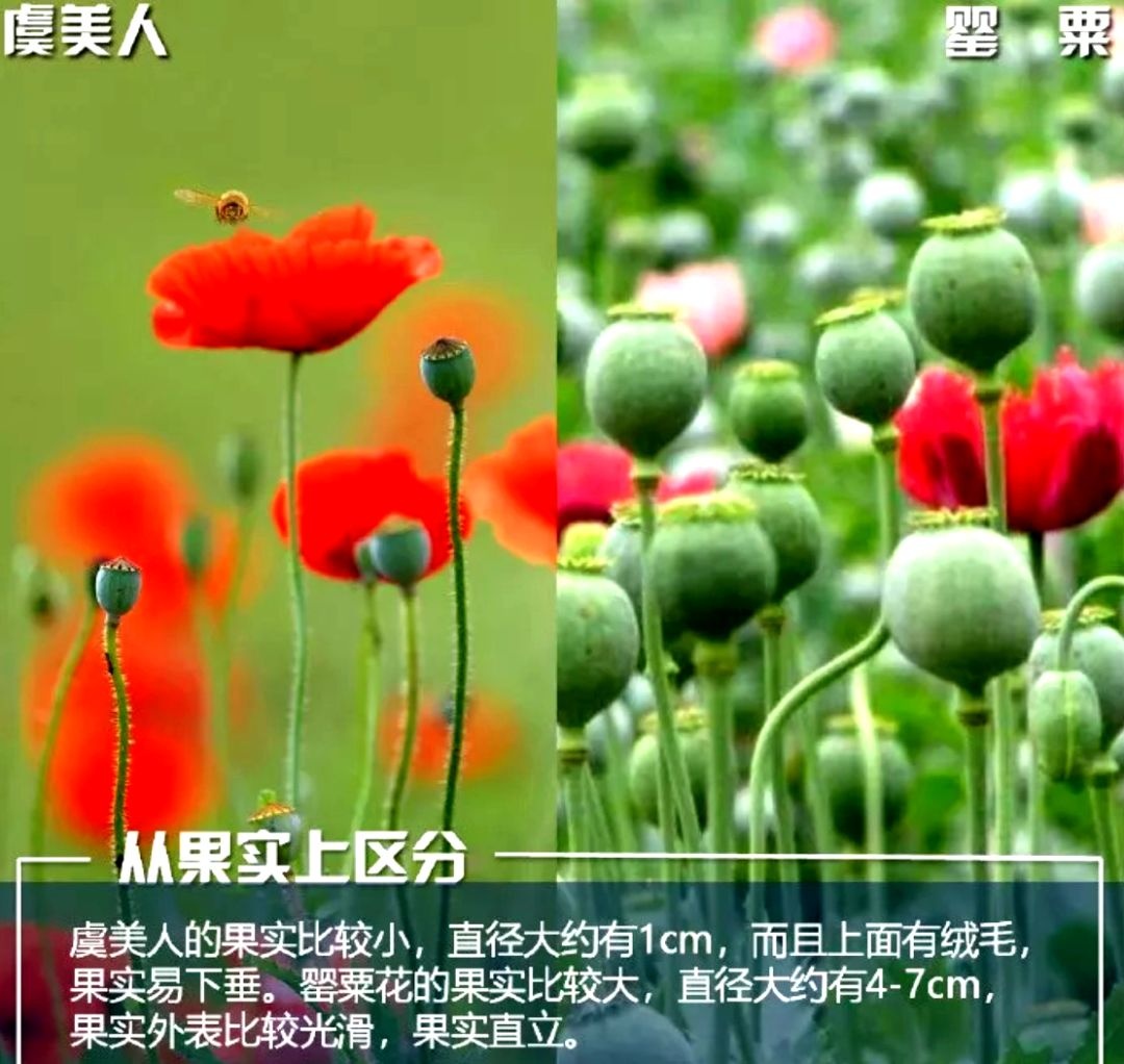 不是“菜”，不是“花”，种一株也违法！