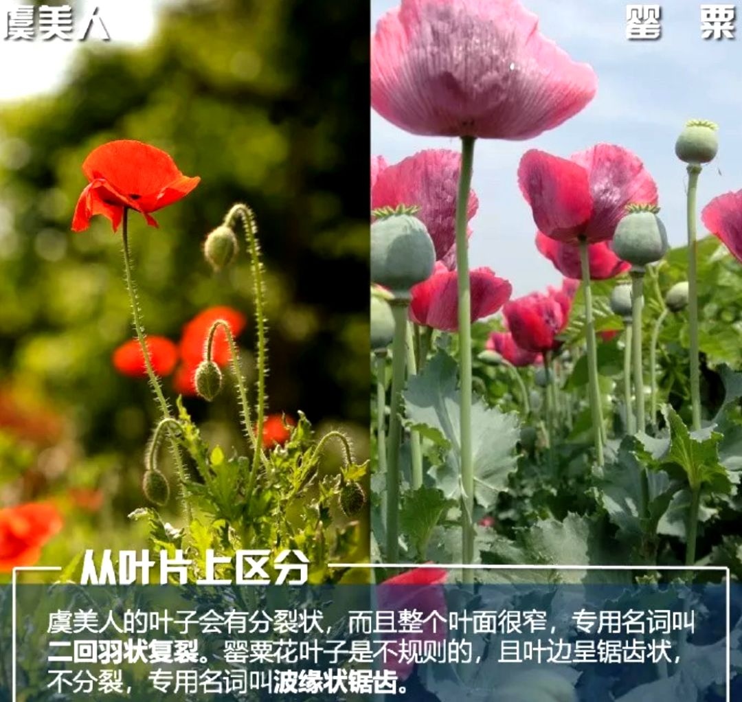 不是“菜”，不是“花”，种一株也违法！