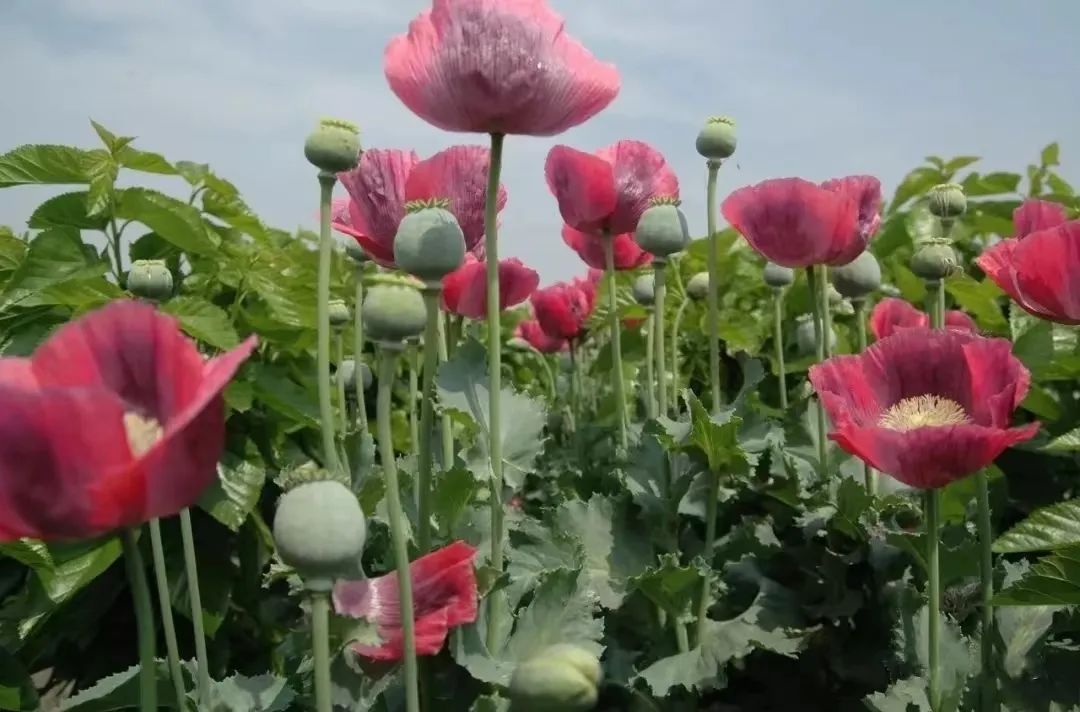 不是“菜”，不是“花”，种一株也违法！
