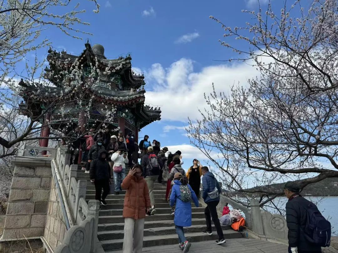 颐和园西堤桃花开了！小众赏花路线→