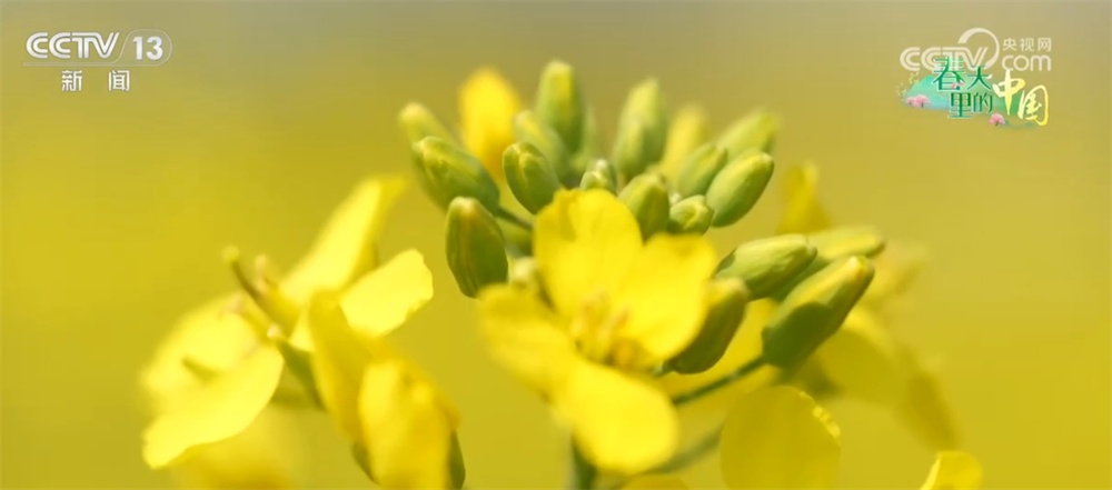 繁花竞放催热“春日经济” 多地围绕“春景产业”深耕文旅市场 繁花竞放催热“春日经济” 多地围绕“春景产业”深耕文旅市场