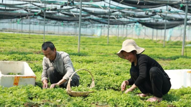 江西赣州：品味舌尖上的春天 艾果飘香撬动艾草产业兴旺