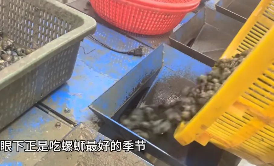 南京人多爱吃螺蛳？一个摊位就能日销3吨