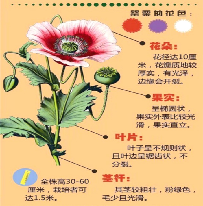 不是“菜”，不是“花”，种一株也违法！