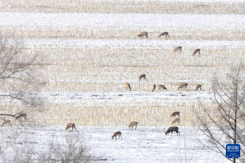 野生梅花鹿踏雪寻春