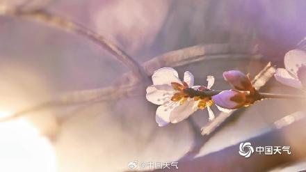 惊艳！北京桃花映日出梦幻又唯美