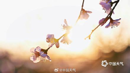 惊艳！北京桃花映日出梦幻又唯美