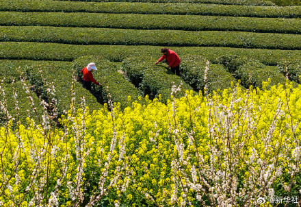 收藏！神州大地处处烂漫春景