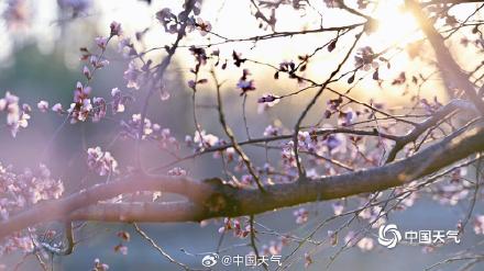 惊艳！北京桃花映日出梦幻又唯美