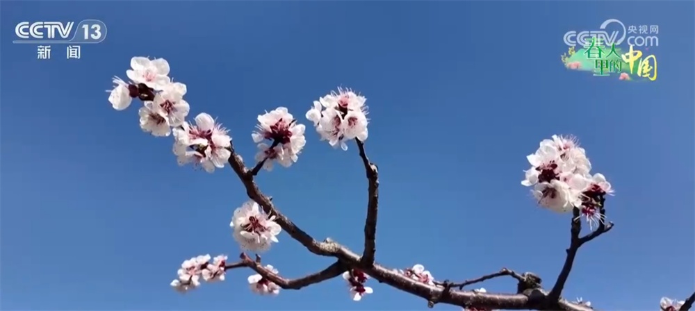 繁花竞放催热“春日经济” 多地围绕“春景产业”深耕文旅市场 繁花竞放催热“春日经济” 多地围绕“春景产业”深耕文旅市场