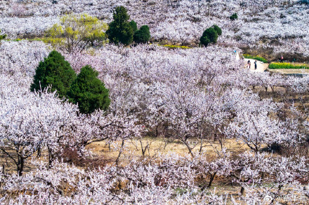 收藏！神州大地处处烂漫春景