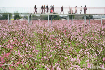 收藏！神州大地处处烂漫春景