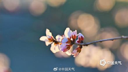 惊艳！北京桃花映日出梦幻又唯美