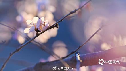 惊艳！北京桃花映日出梦幻又唯美