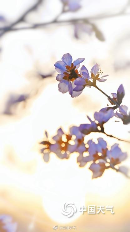 惊艳！北京桃花映日出梦幻又唯美